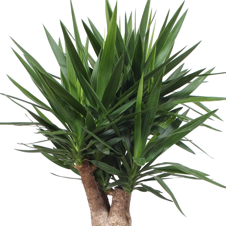 Yucca hydrocultuur kopen