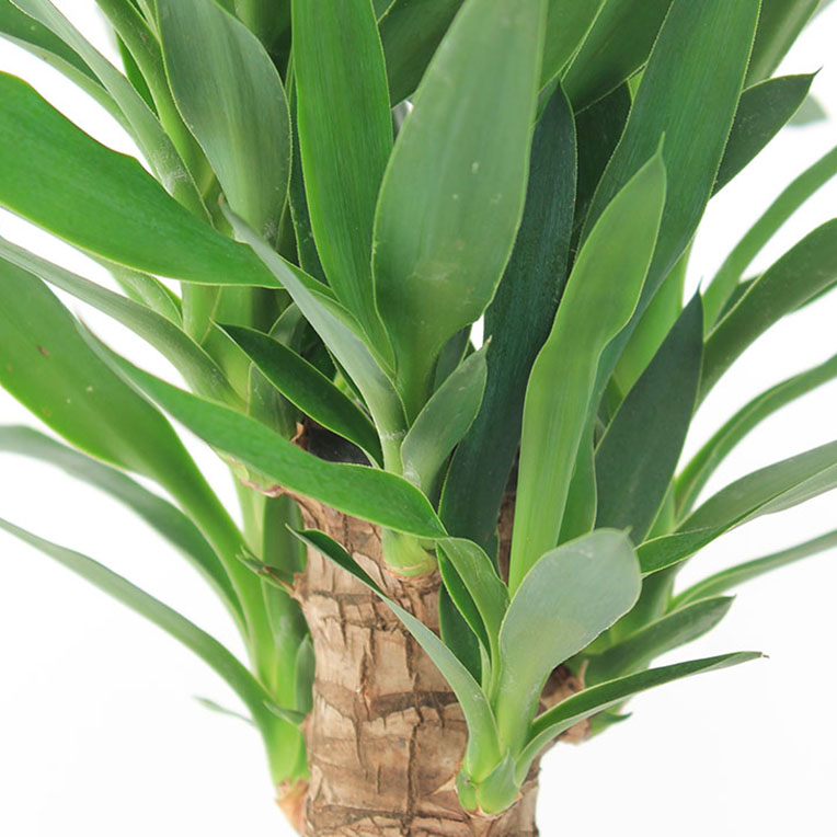 Yucca voor een zonnige plek kopen