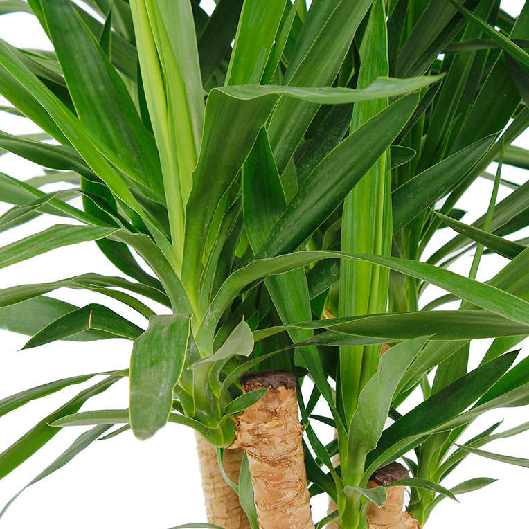 Sterke Yucca kopen Sterke Yucca kopen