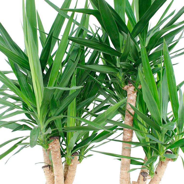 Yucca bodem langer droog kopen Yucca bodem langer droog kopen
