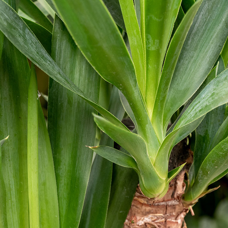 Yucca voor een zonnige plek kopen