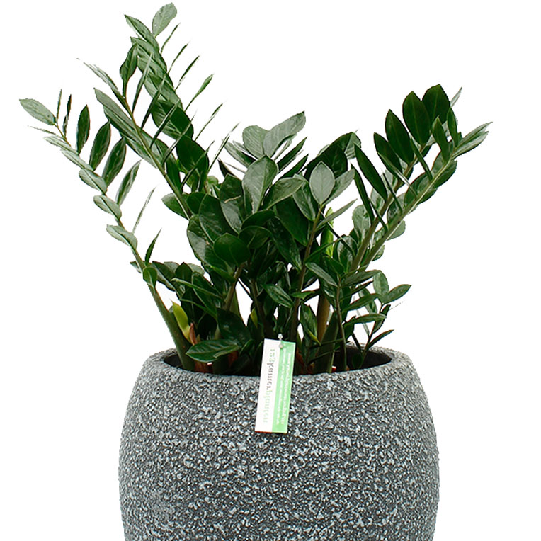Zamioculcas hydrocultuur kopen