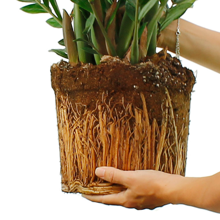 Kamerplanten grond langer droog kopen Kamerplanten grond langer droog kopen