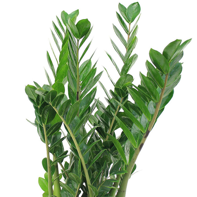Zamioculcas grond langer droog kopen Zamioculcas grond langer droog kopen