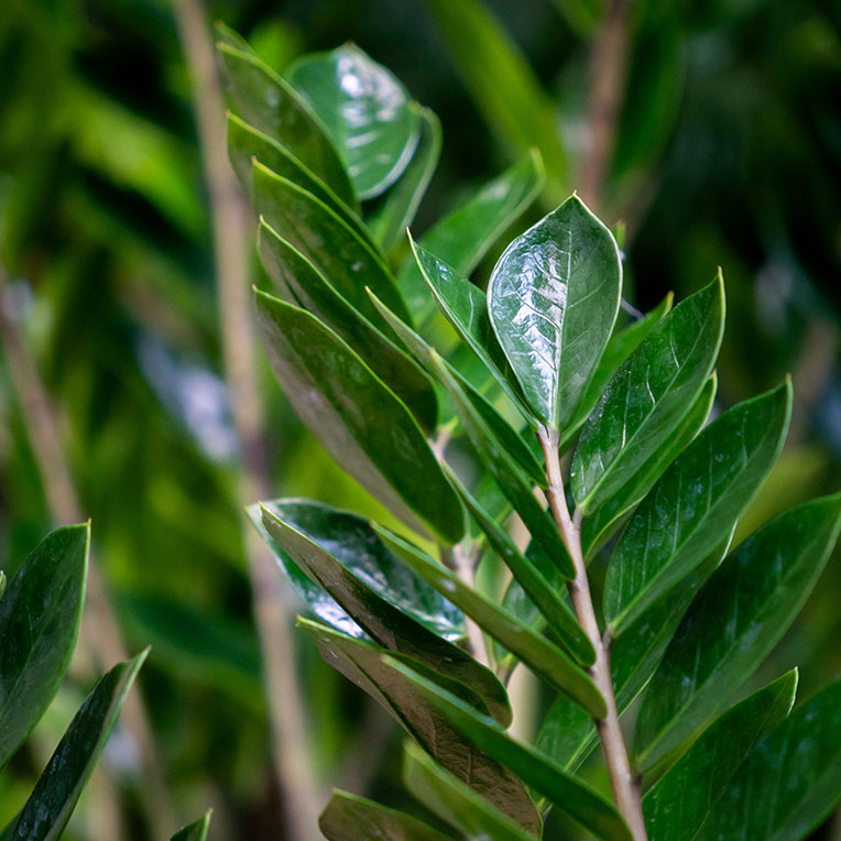 Zamioculcas grond langer droog kopen