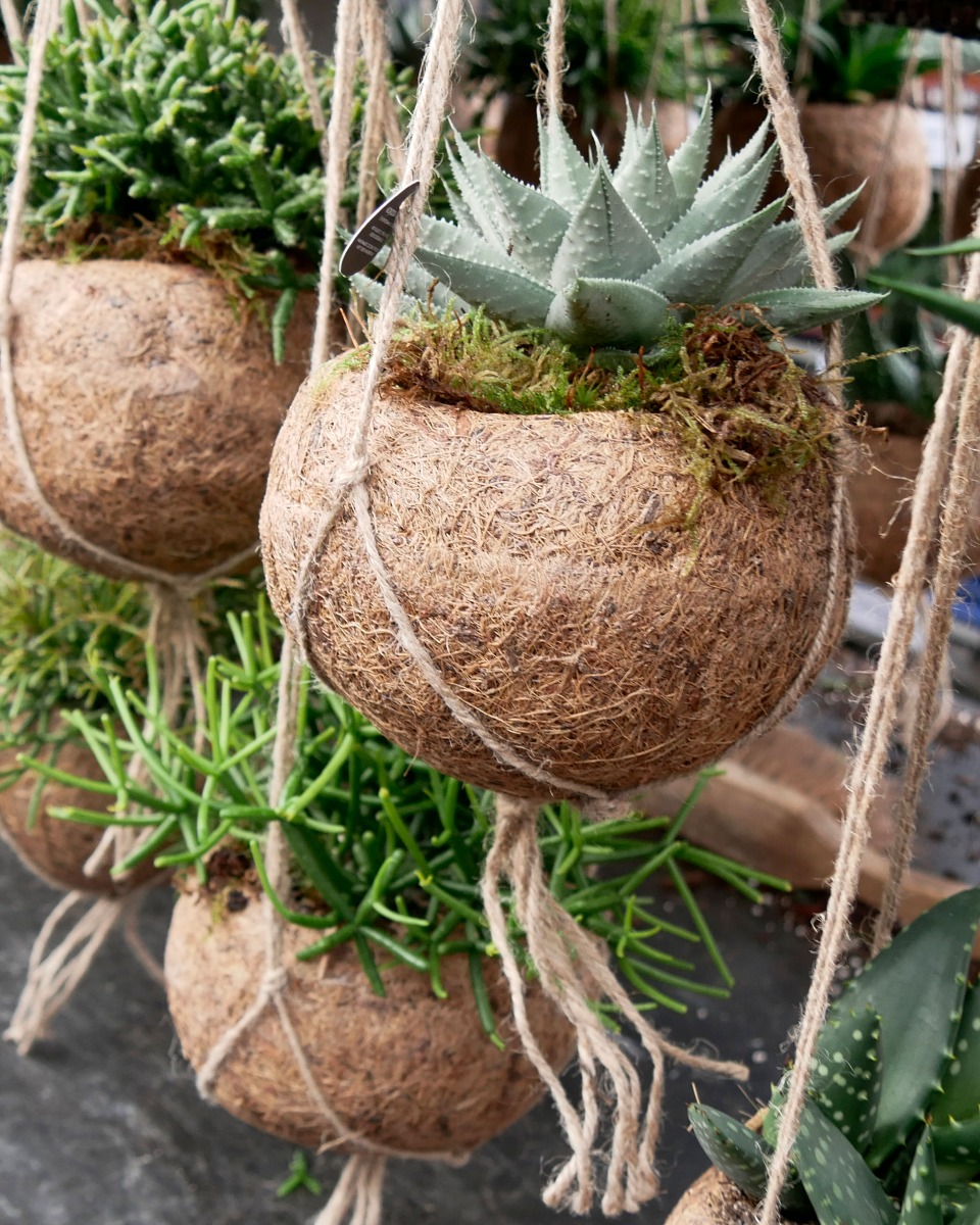 Hangplanten kokodama kopen