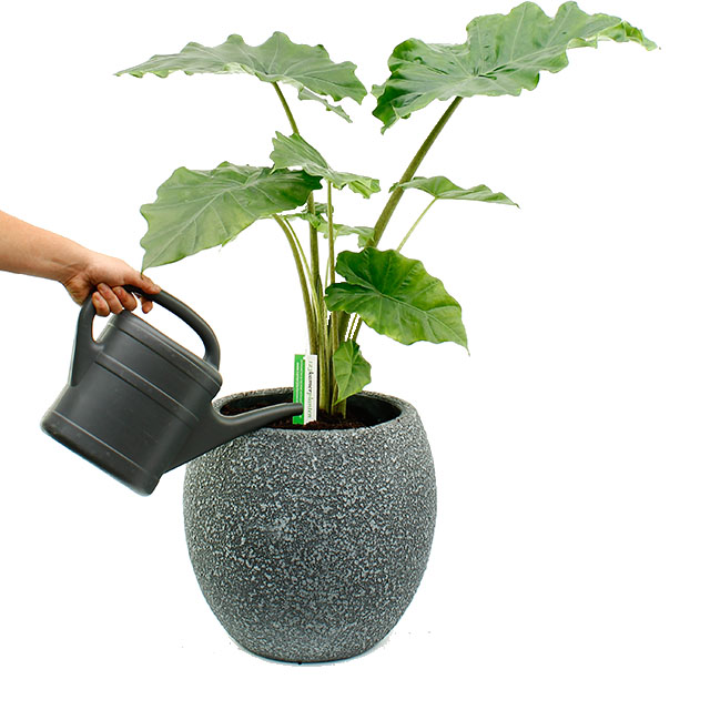 Verzorging groene kamerplanten Verzorging groene kamerplanten