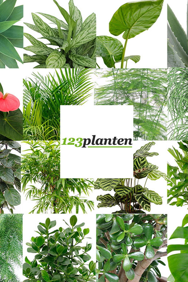 pin Marty Fielding overhead Online kamerplanten kopen | Ruim 6000 zeer positieve reviews - 123planten.nl