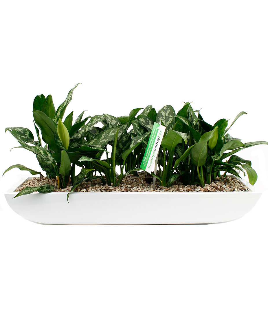 Aglaonema voor kantoor Aglaonema voor kantoor