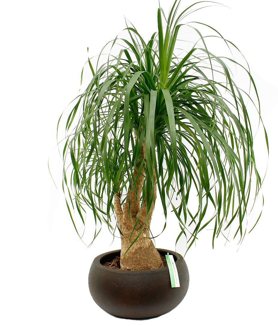 Beaucarnea voor kantoor Beaucarnea voor kantoor