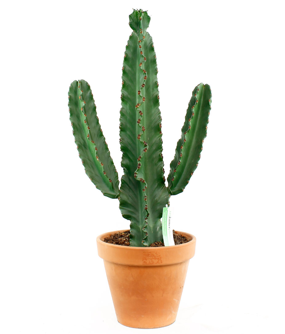 Cactus voor kantoor Cactus voor kantoor