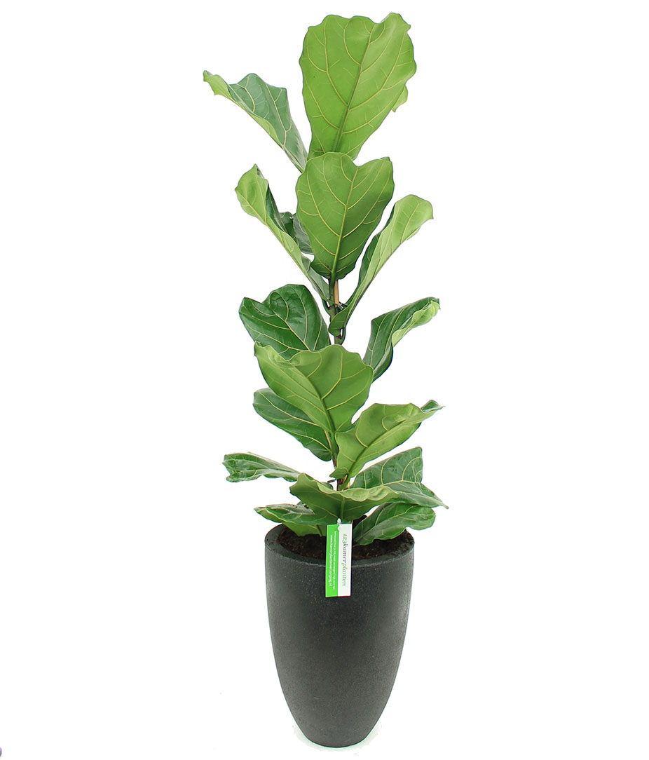 Ficus voor kantoor Ficus voor kantoor