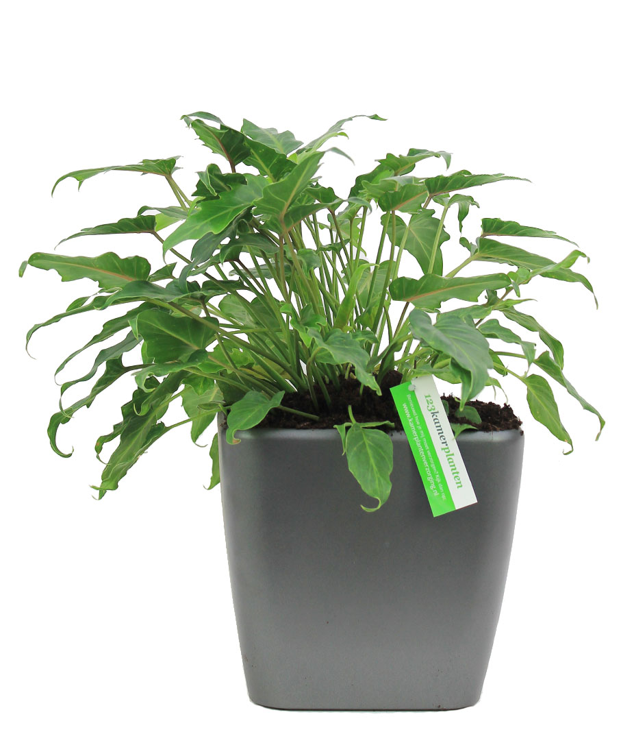 Philodendron voor kantoor Philodendron voor kantoor
