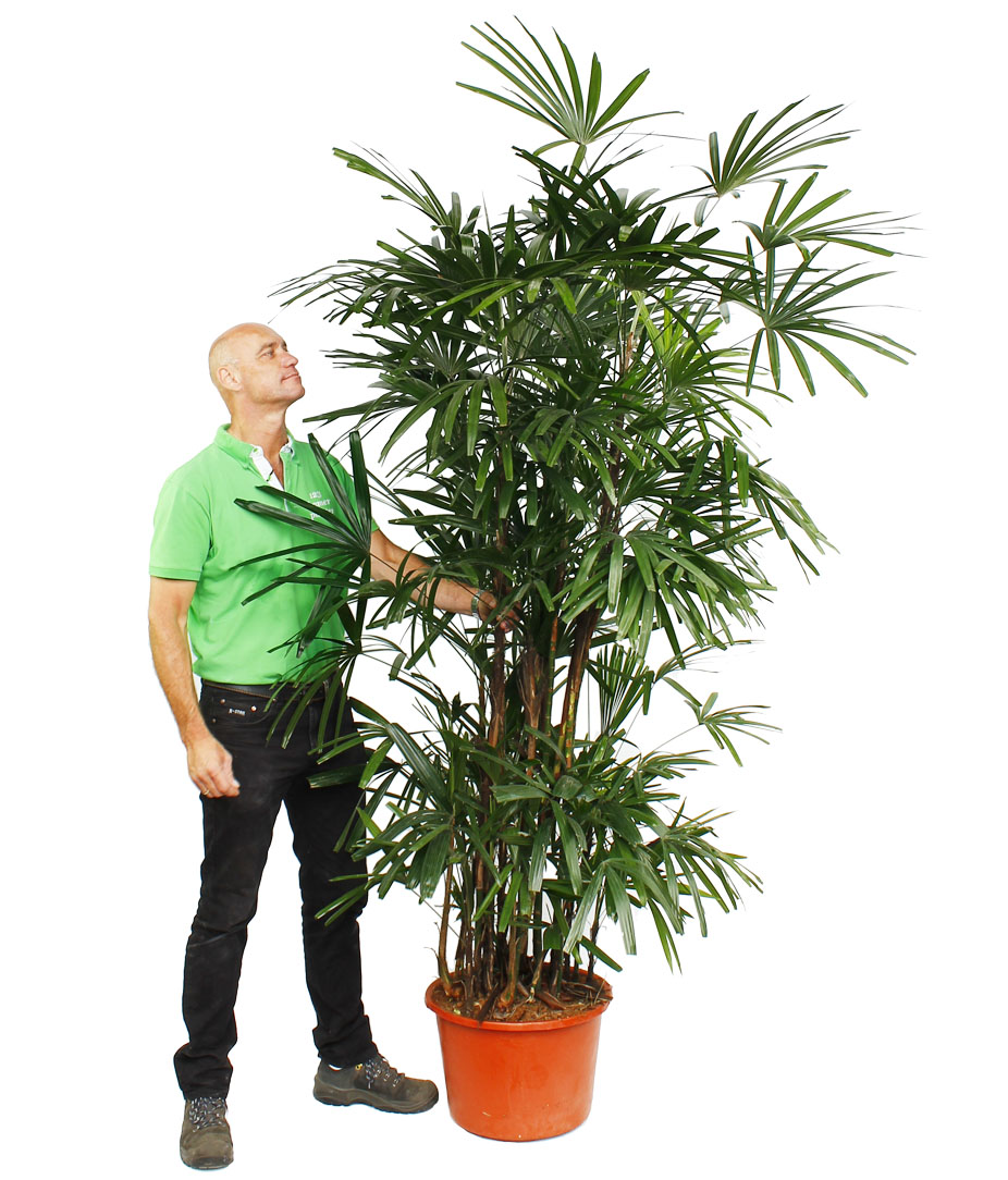 Rhapis voor kantoor Rhapis voor kantoor