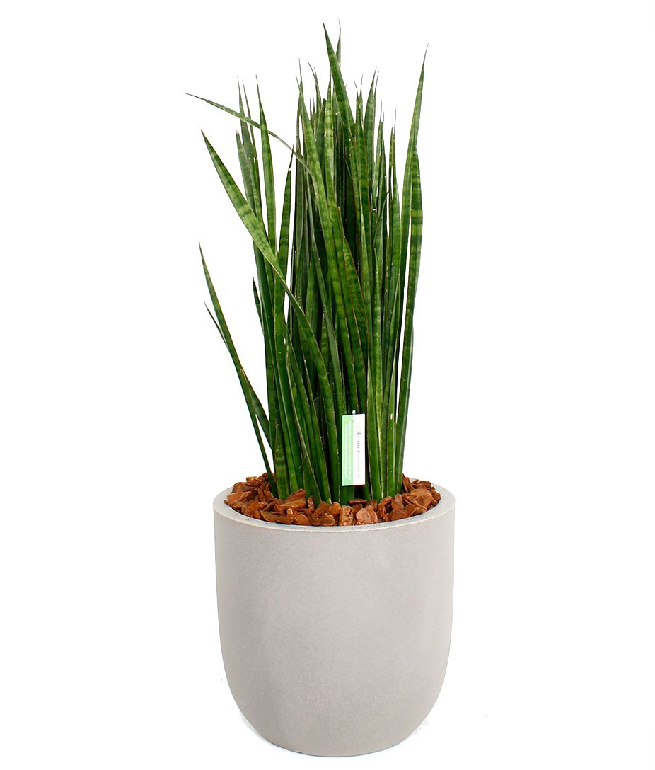 Sansevieria voor kantoor Sansevieria voor kantoor
