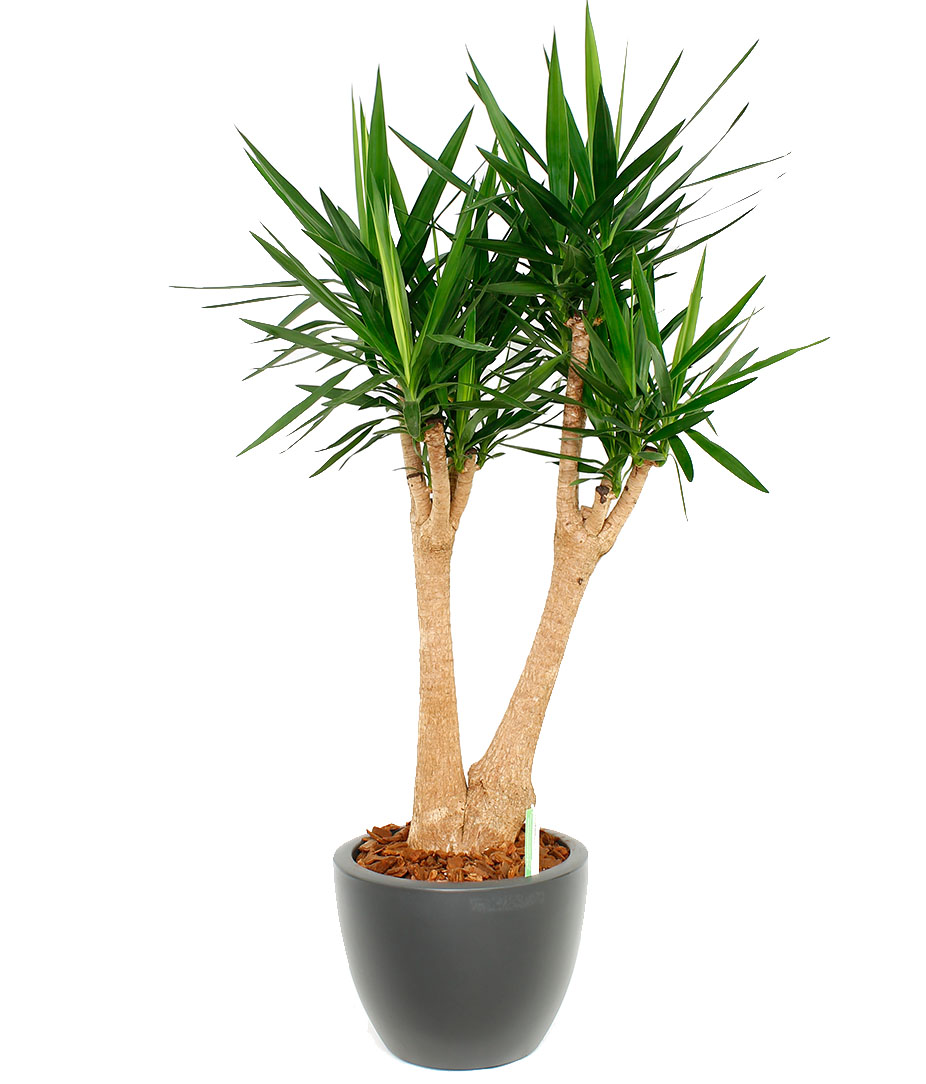 Yucca voor kantoor Yucca voor kantoor