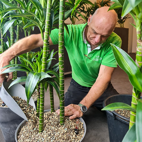 Grote kamerplanten bezorging