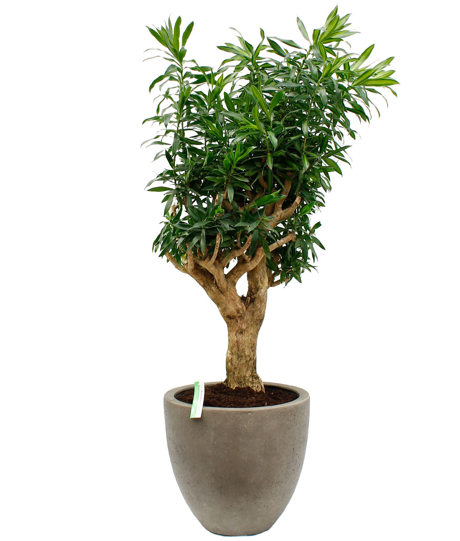 Dracaena voor kantoor Dracaena voor kantoor
