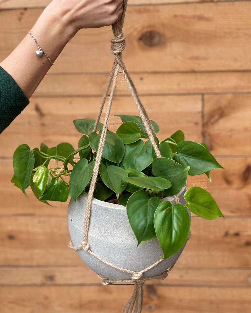 Philodendron hangplant kopen