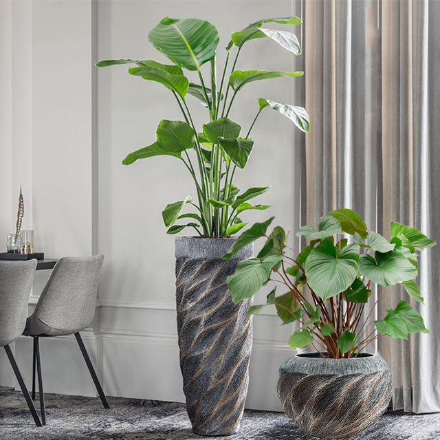 stereo diefstal Fantastisch Trendy bloempotten kopen? - 123planten.nl