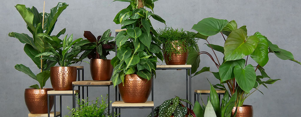 Luchtzuiverende Planten - Philodendron