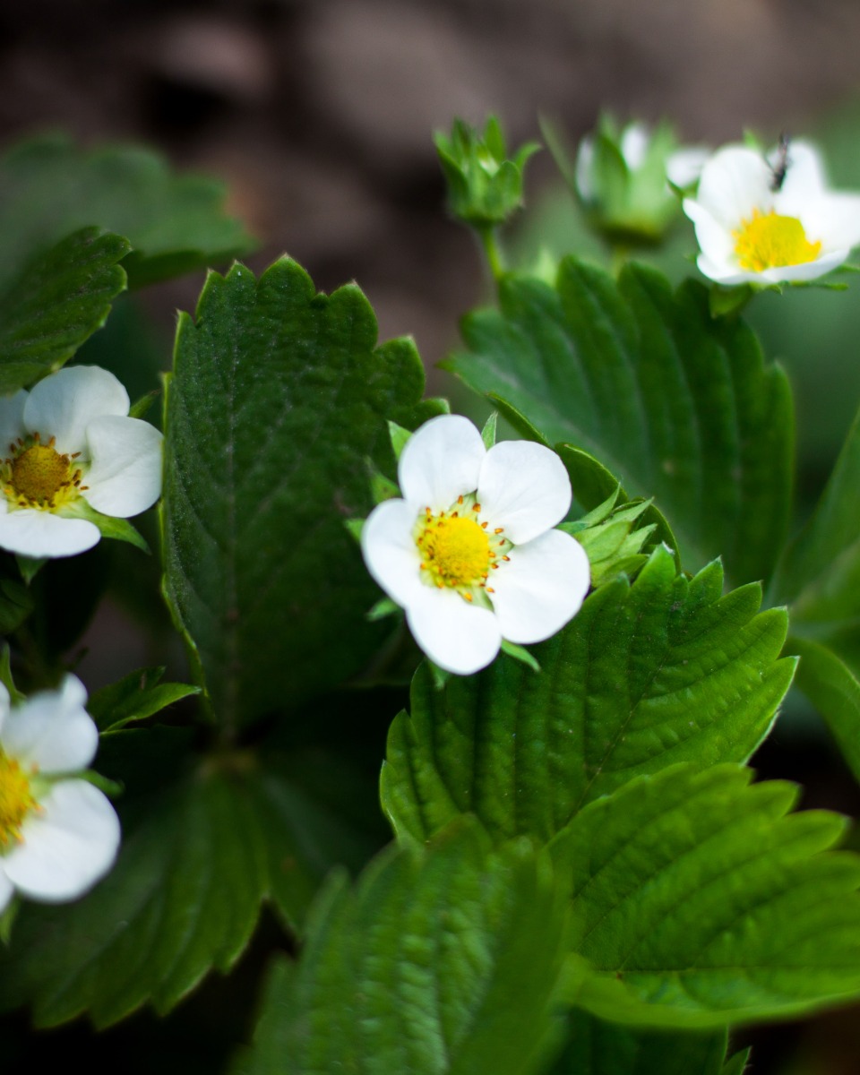 Aardbeienplant bloem