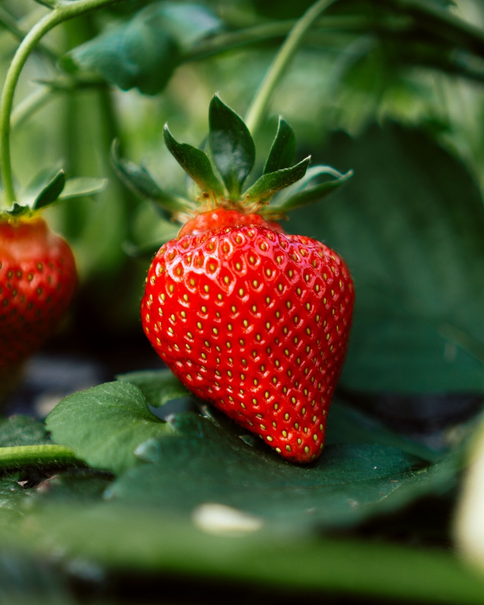 Aardbeienplant water geven