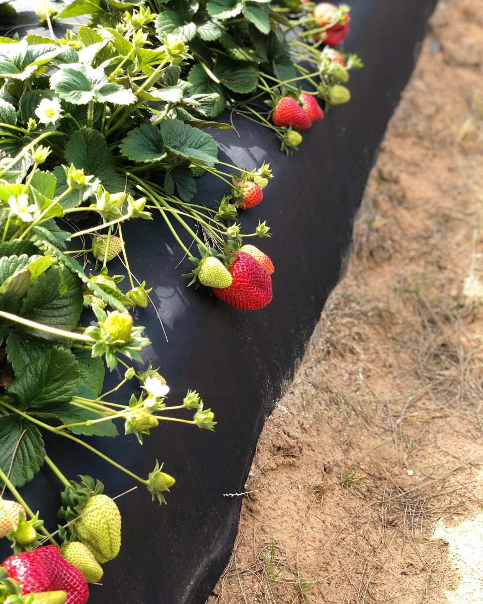 Aardbeienplant onderhouden