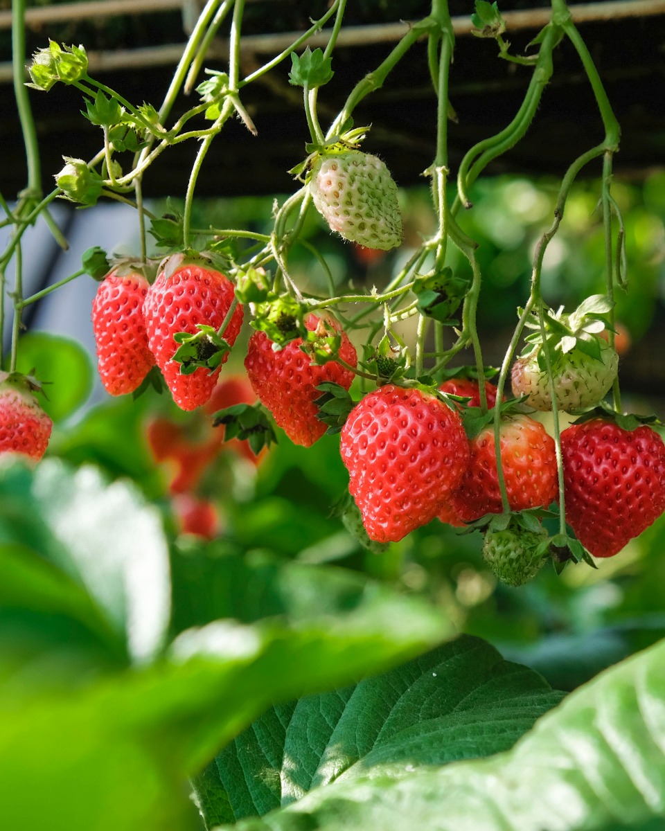 Aardbeienplant planten