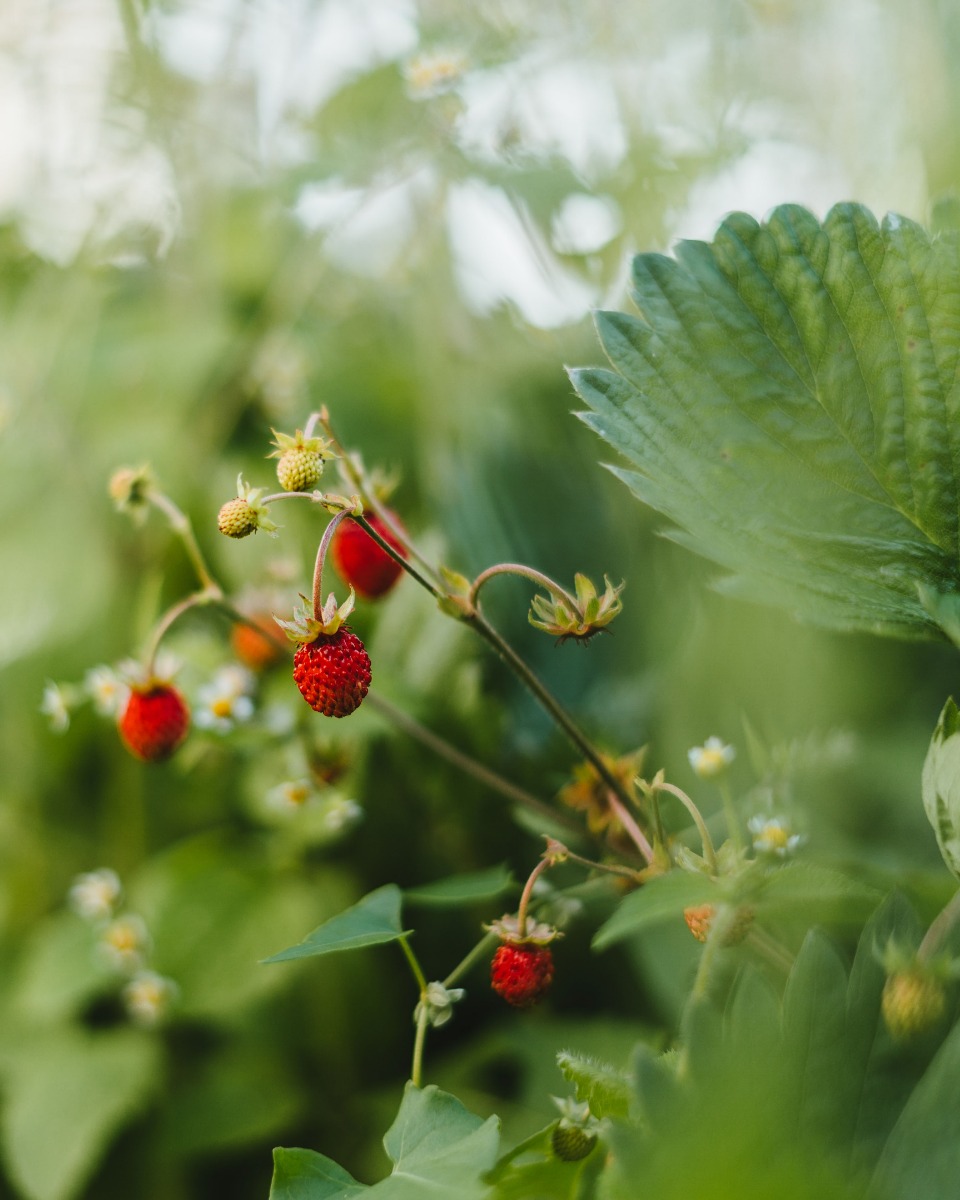 Voeding voor de Aardbeien plant