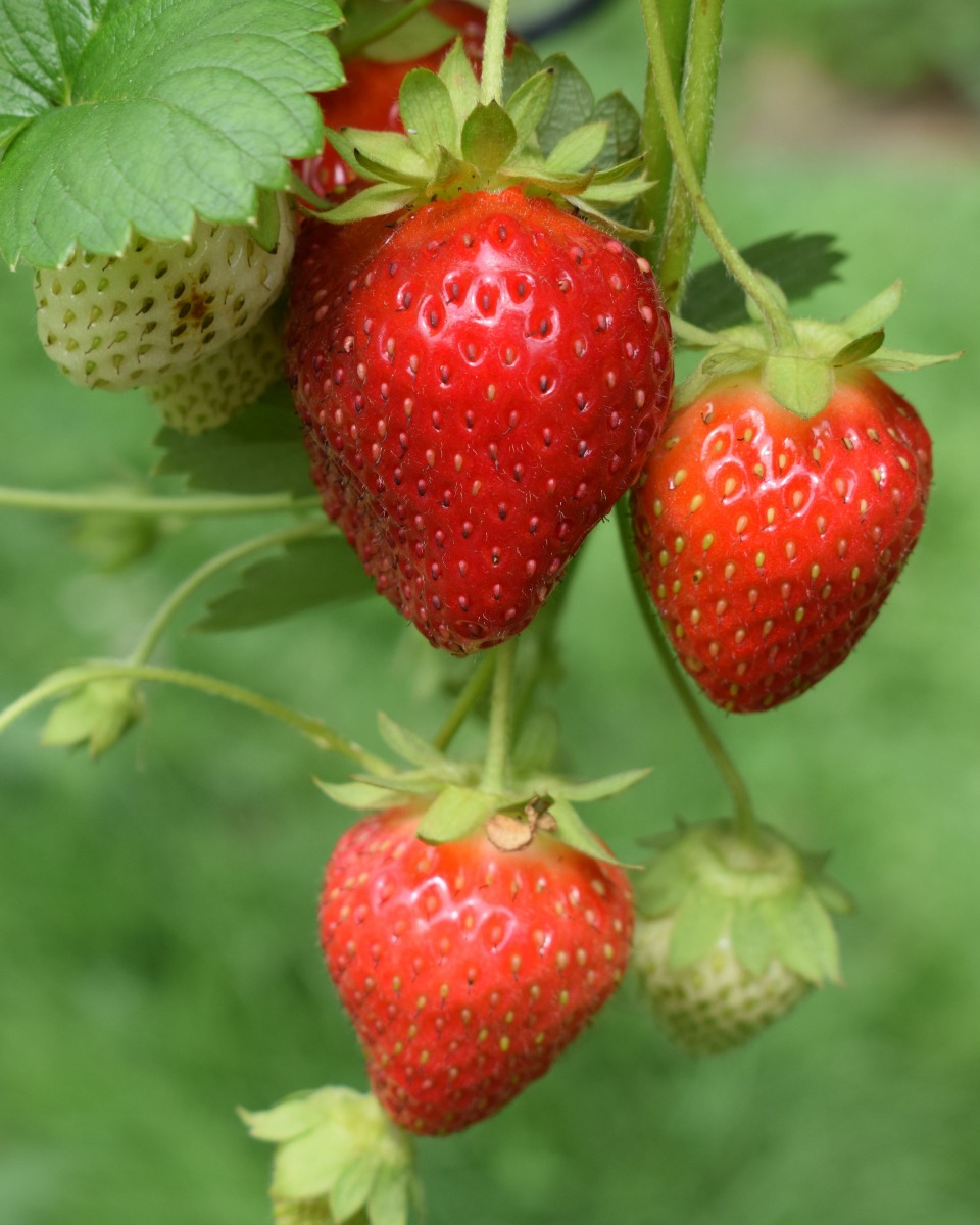 Aardbeienplant  Fragaria × ananassa