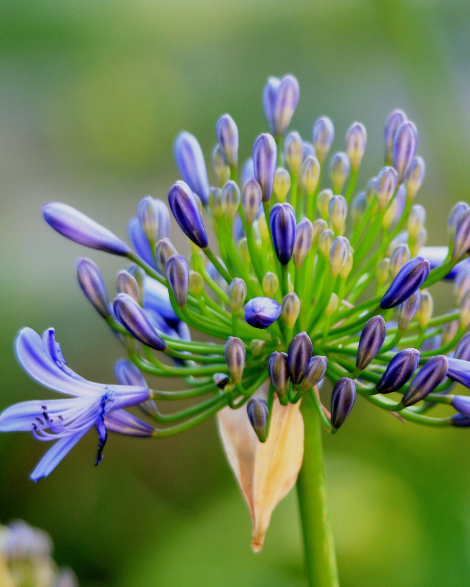 Agapanthus bloem