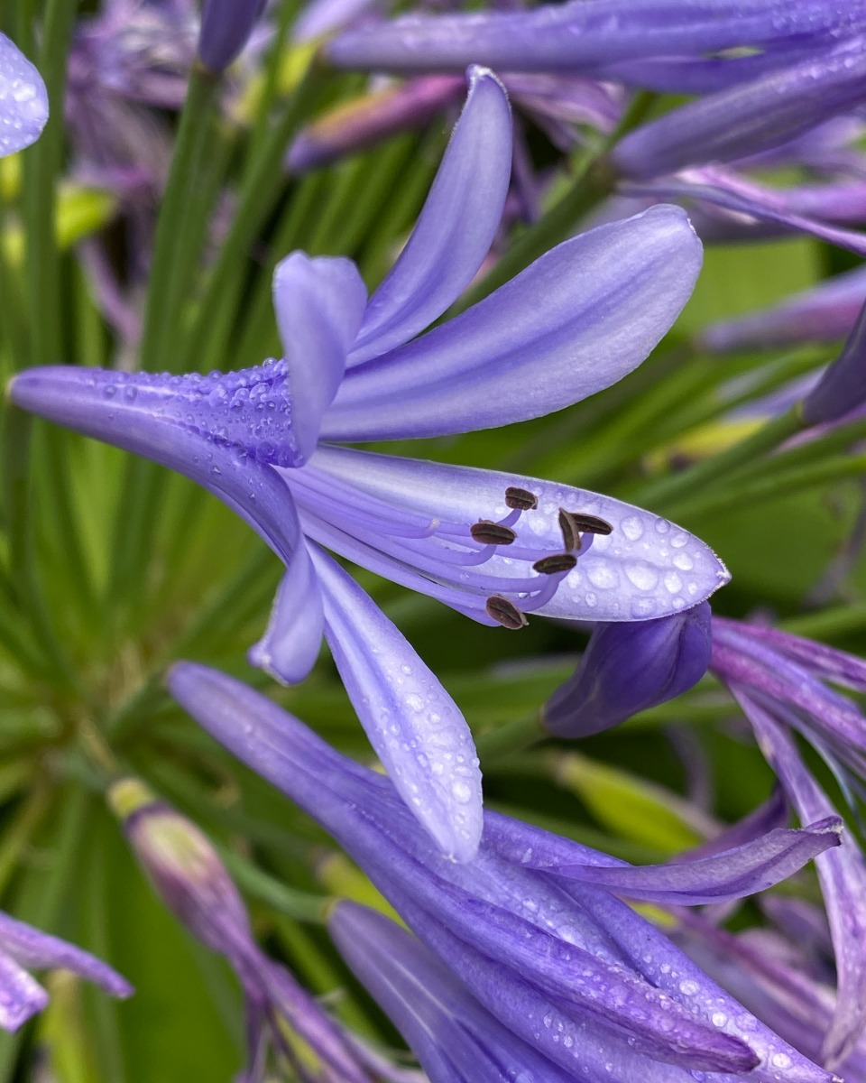 Agapanthus water geven