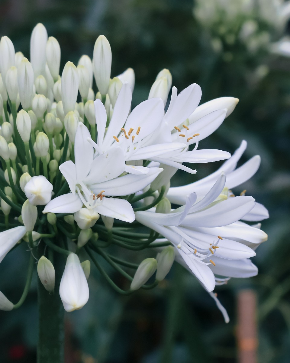 Agapanthus onderhouden