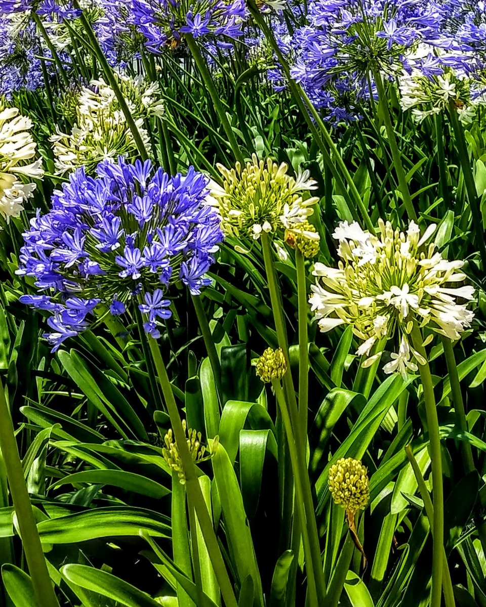 Agapanthus planten