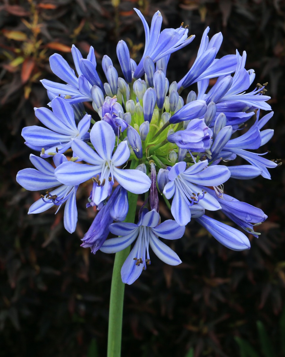 Voeding voor de Agapanthus 