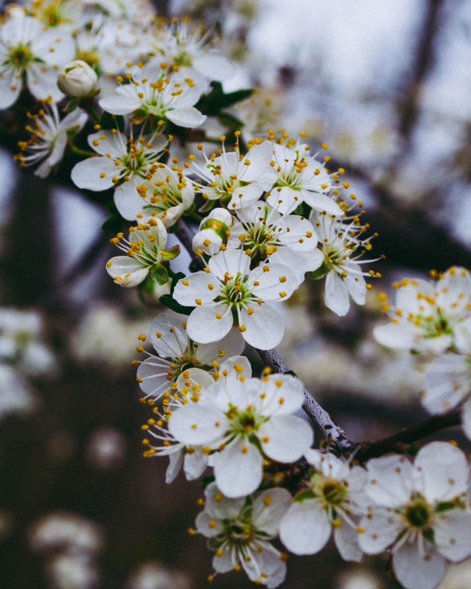 Appelboom bloem