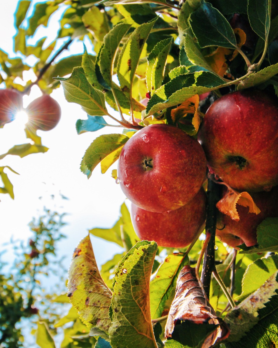 Appelboom water geven