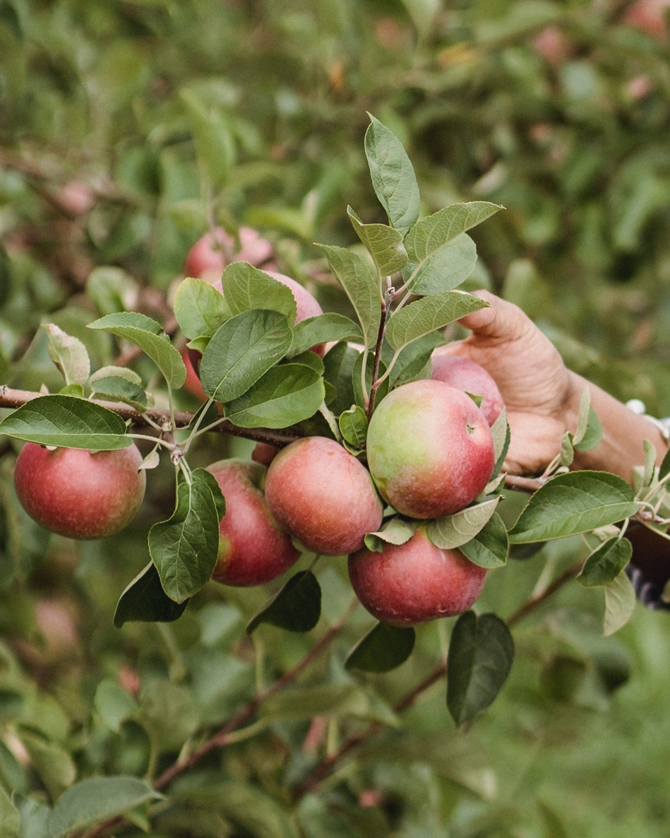 Appelboom onderhouden