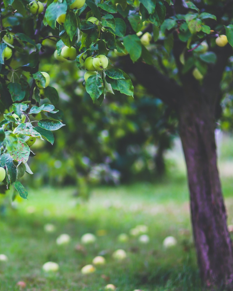 Appelboom planten