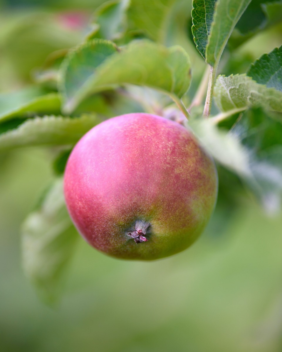 Voeding voor de Appelboom