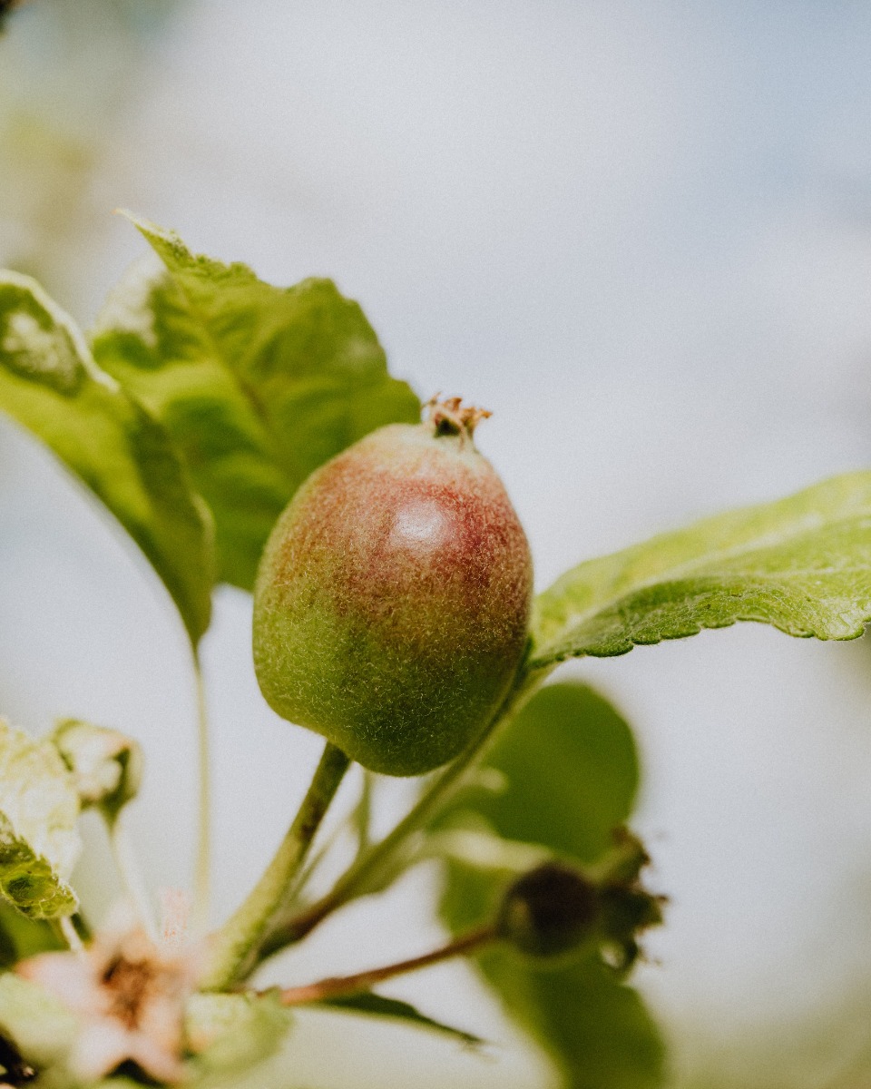 De Appelboom Malus domestica