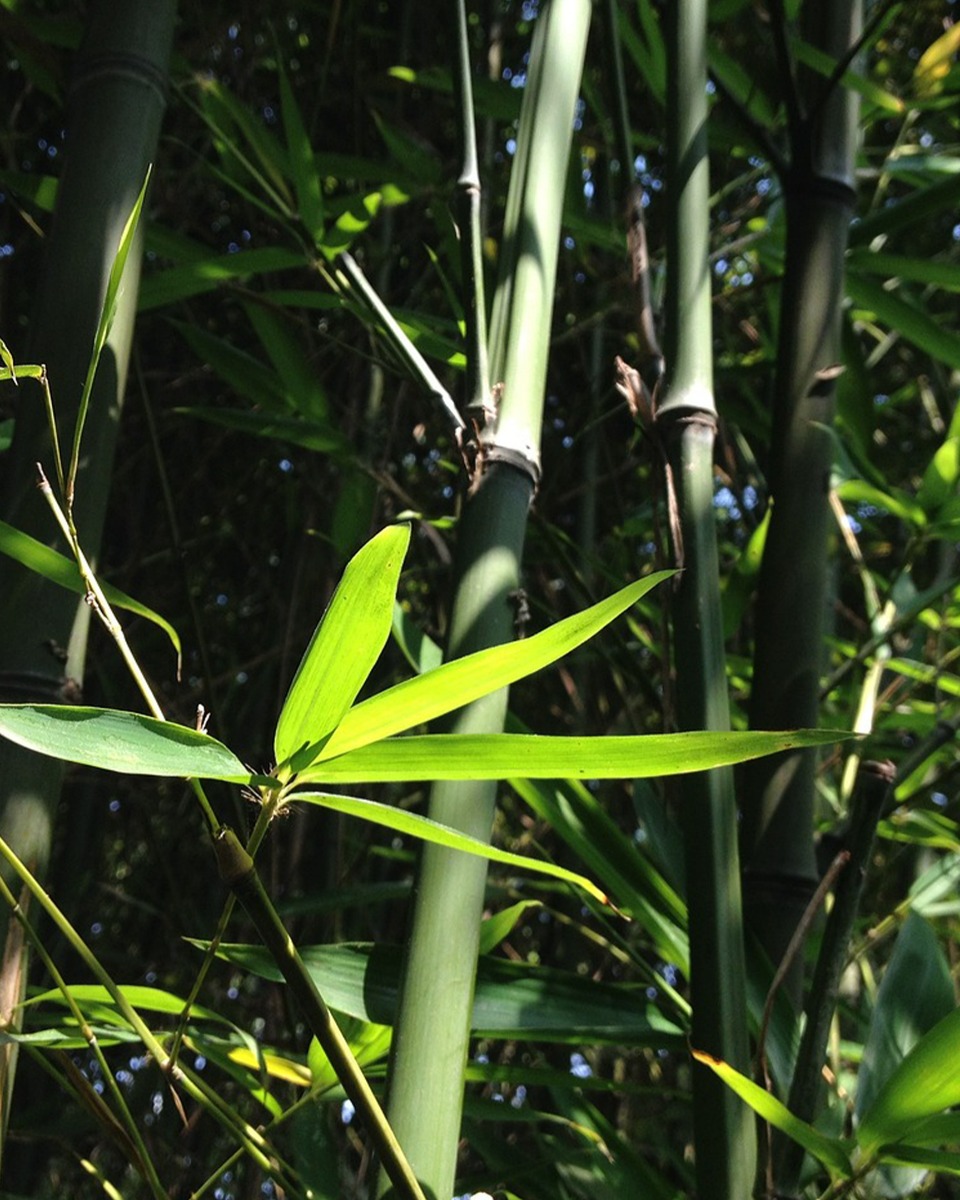 Bamboe onderhouden