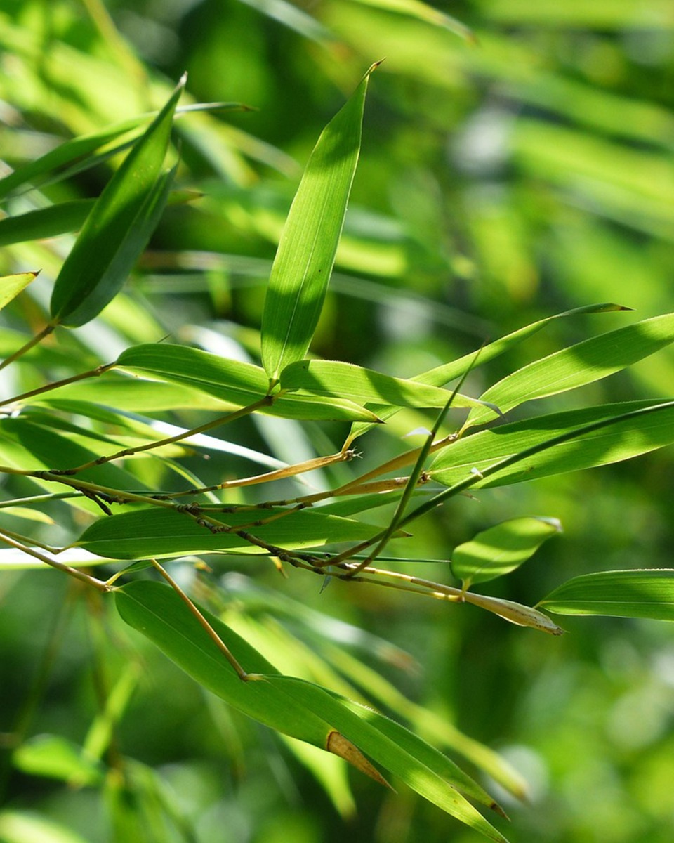 Bamboe planten