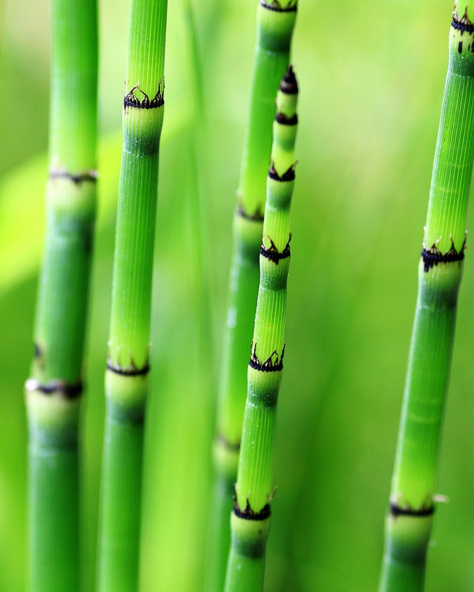 Voeding voor de Bamboe 