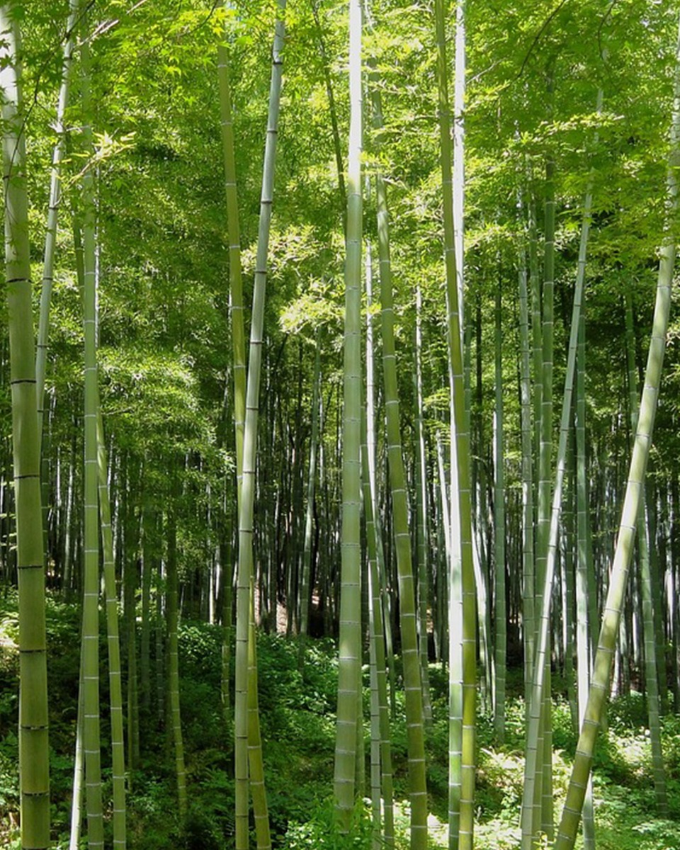 Bamboe standplaats