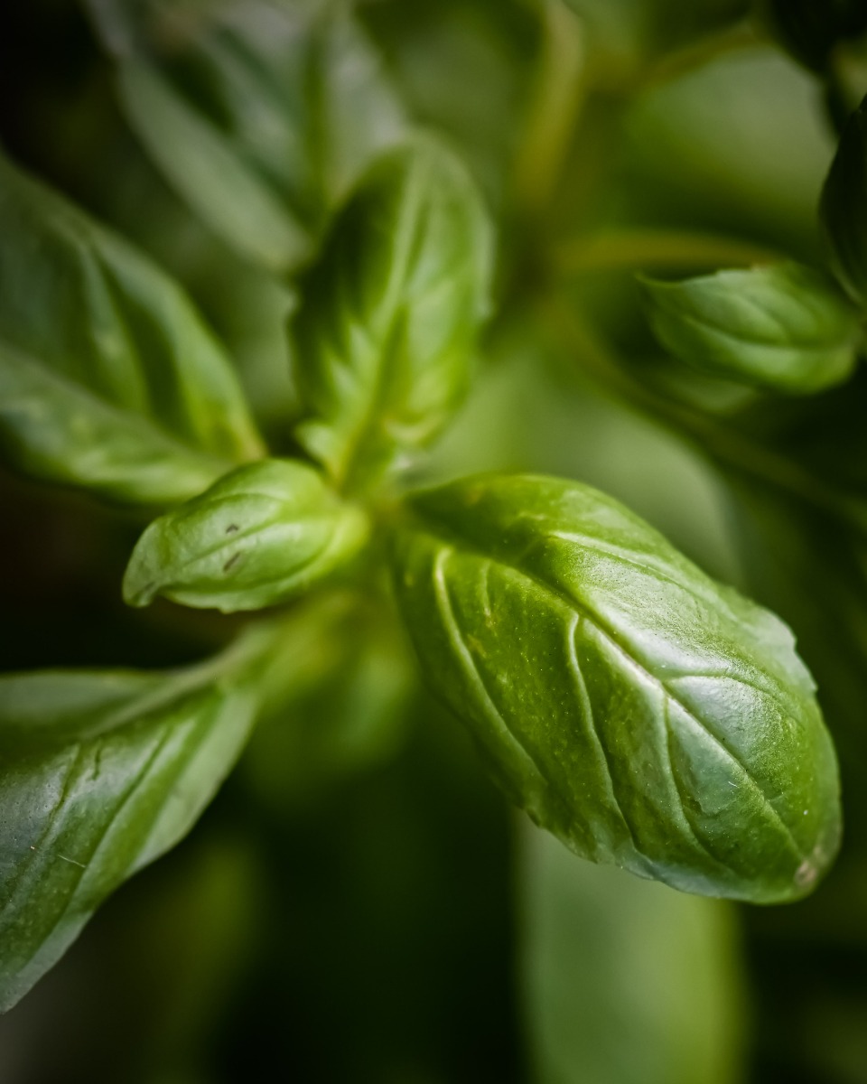 Basilicum planten