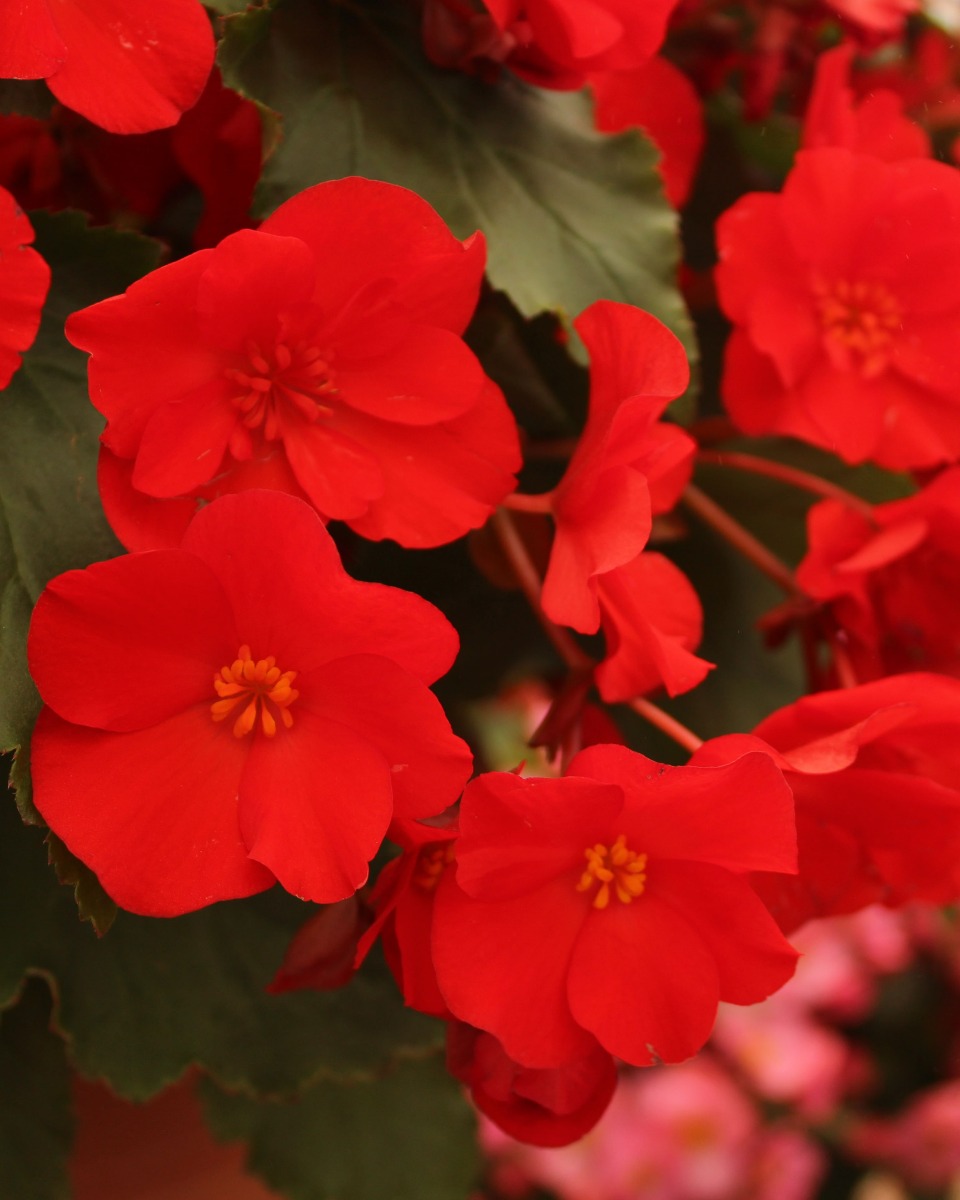 Begonia planten