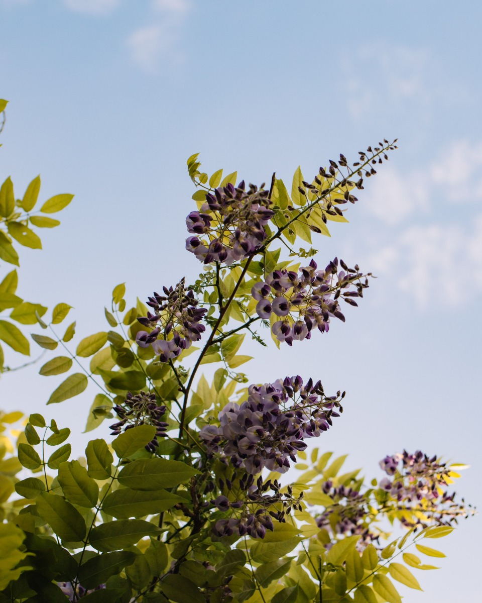 Blauwe regen onderhouden