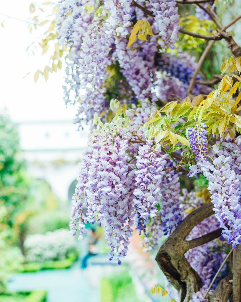 Blauwe regen Wisteria sinensis